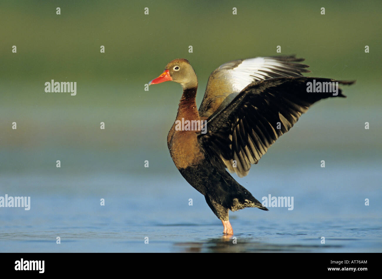 Black-bellied Whistling-Duck Dendrocygna autumnalis adult flapping wings Welder Wildlife Refuge Sinton Texas USA Stock Photo