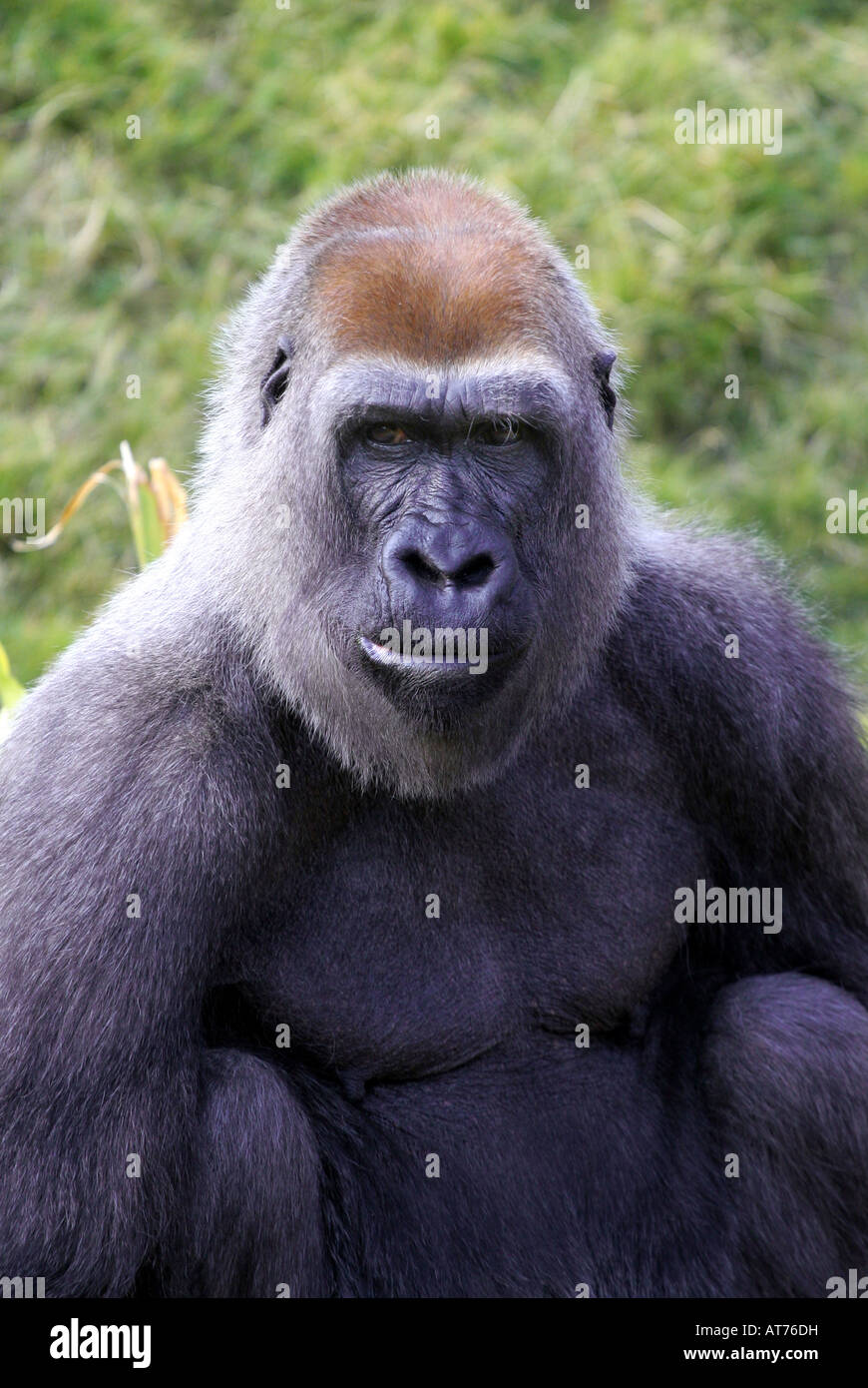 Portrait of a male silverback gorilla Stock Photo - Alamy