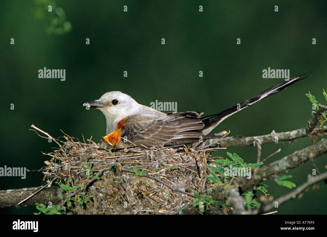 Juvenile scissor tailed flycatcher hi-res stock photography and images ...