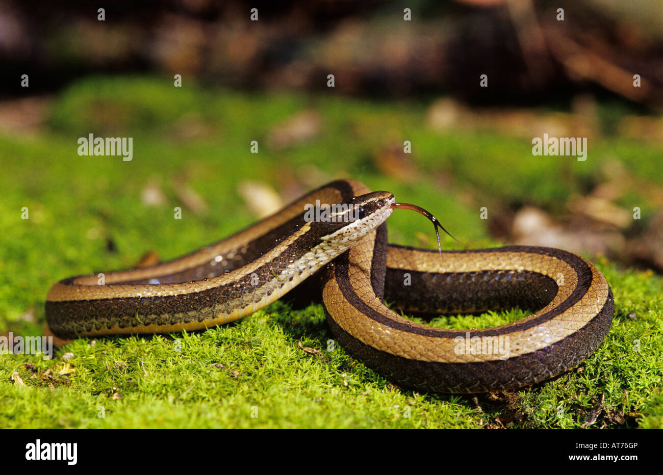 Black-Striped Snake Coniophanes imperialis adult on moss Rio Grande Valley Texas USA Stock Photo