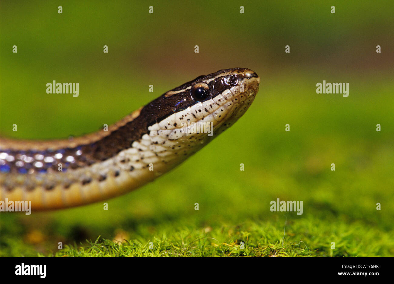 Black-Striped Snake Coniophanes imperialis adult on moss Rio Grande Valley Texas USA Stock Photo