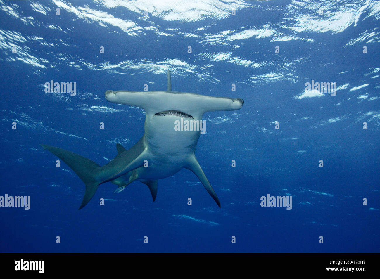 pa0508-D. Great Hammerhead Shark, Sphyrna mokarran. Bahamas, Atlantic Ocean. Photo Copyright Brandon Cole Stock Photo