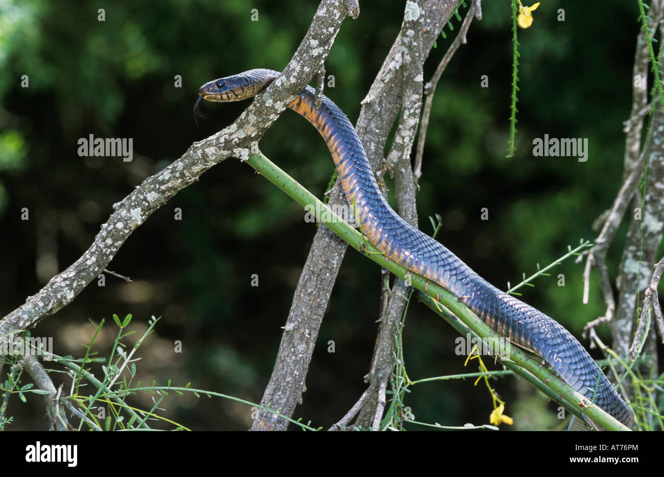 Texas Indigo Snake Drymarchon corais erebennus adult climbing Retama tree Rio Grande Valley Texas USA Stock Photo