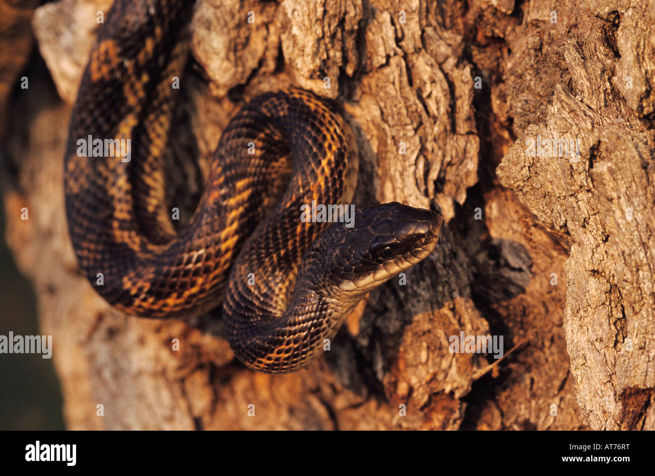 Texas Rat Snake Elaphe obsoleta lindheimeri adult Lake Corpus Christi Texas USA May 2003 Stock Photo