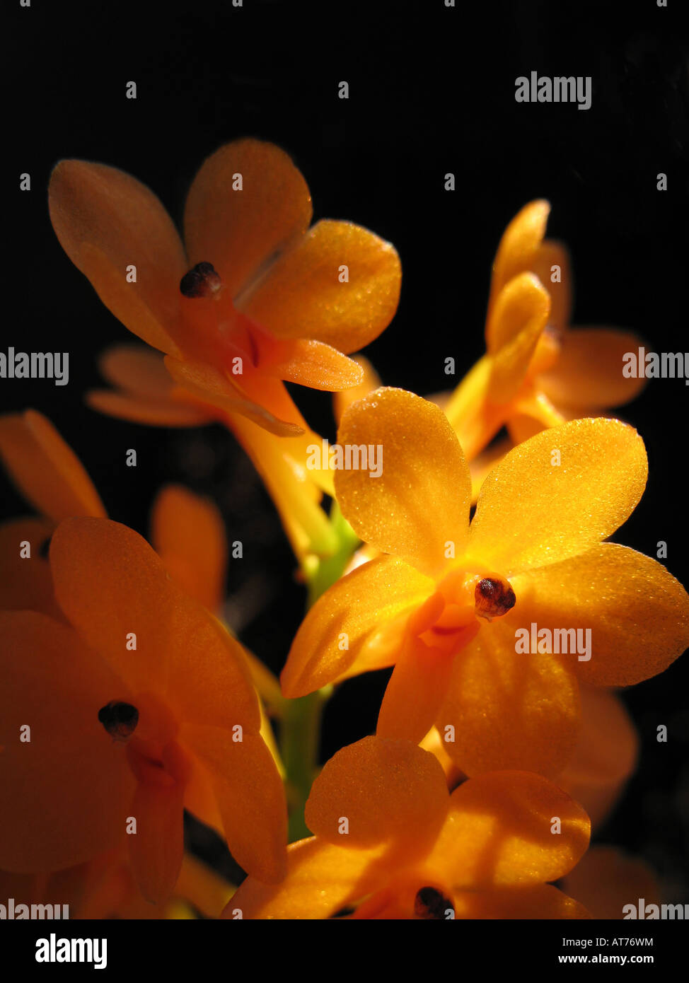 Ascocentrum miniatum "Kai Gold" . Yellow orchids Stock Photo