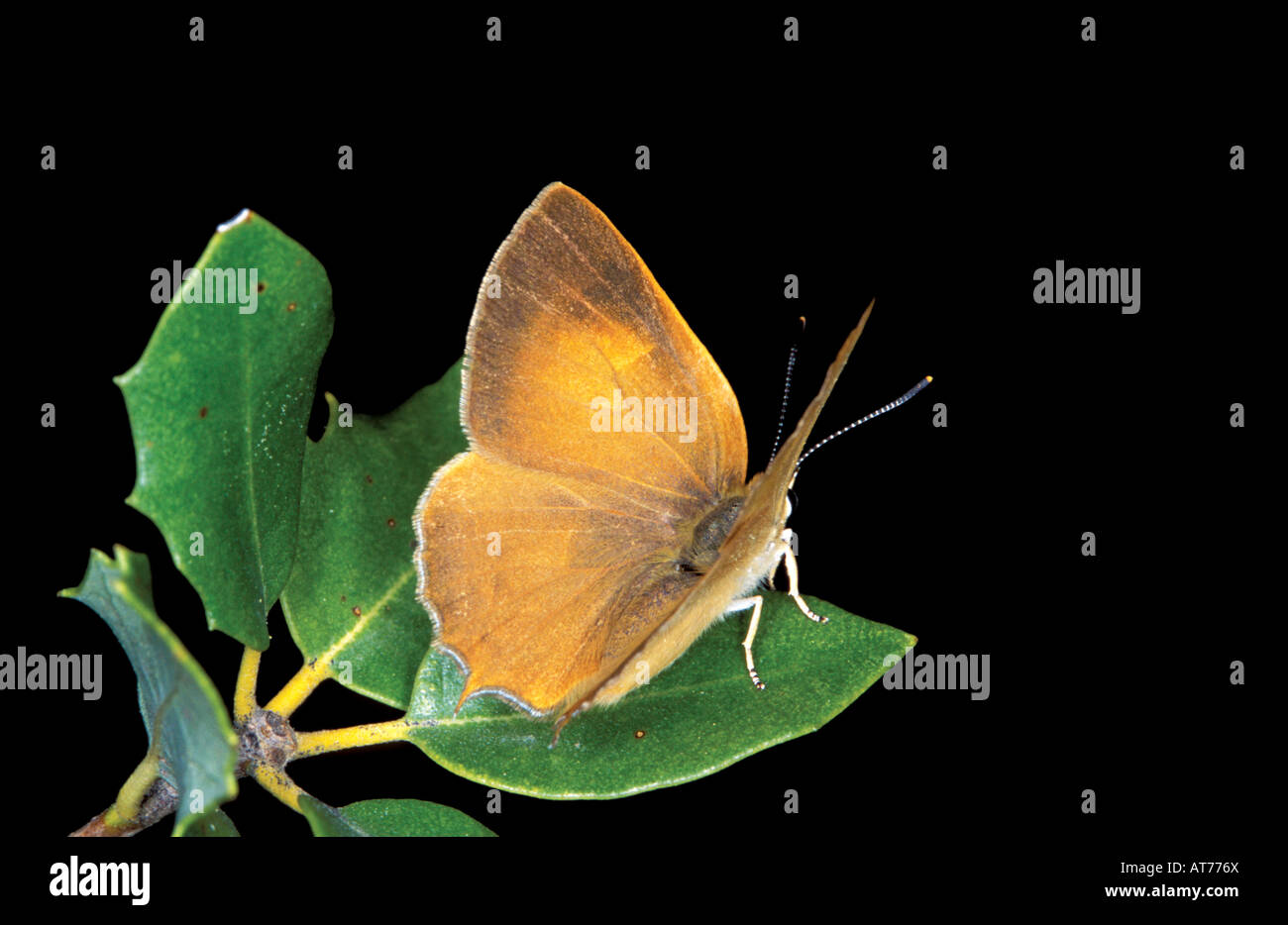 Golden Hairstreak Habrodais grunus Nine Mile Canyon Road Tulare Inyo Cos CALIFORNIA United States 17 July Stock Photo