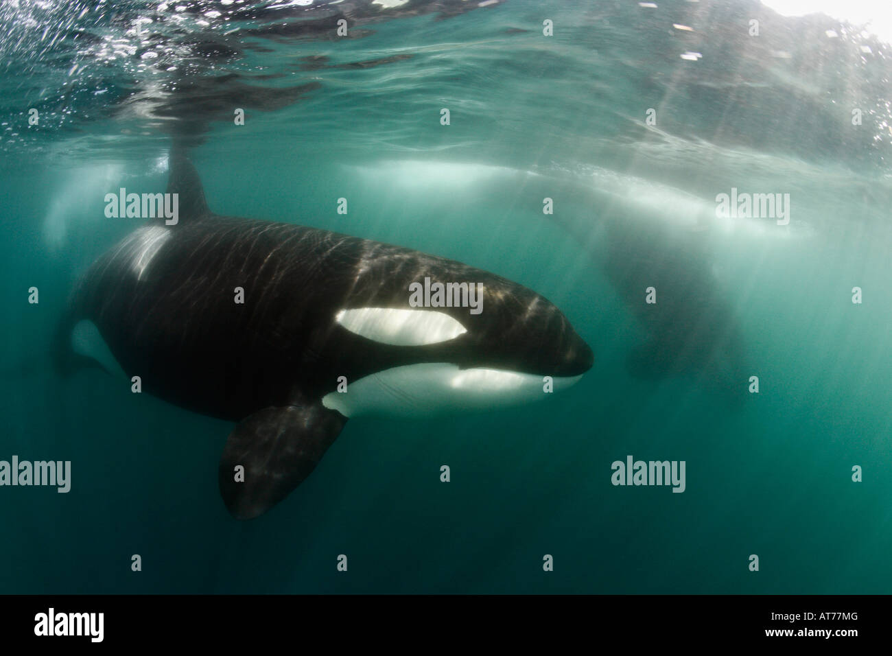 pt0004-D. Orca, Orcinus orca. Also called Killer Whale. Transient race. California, Pacific Ocean. Photo Copyright Brandon Cole Stock Photo