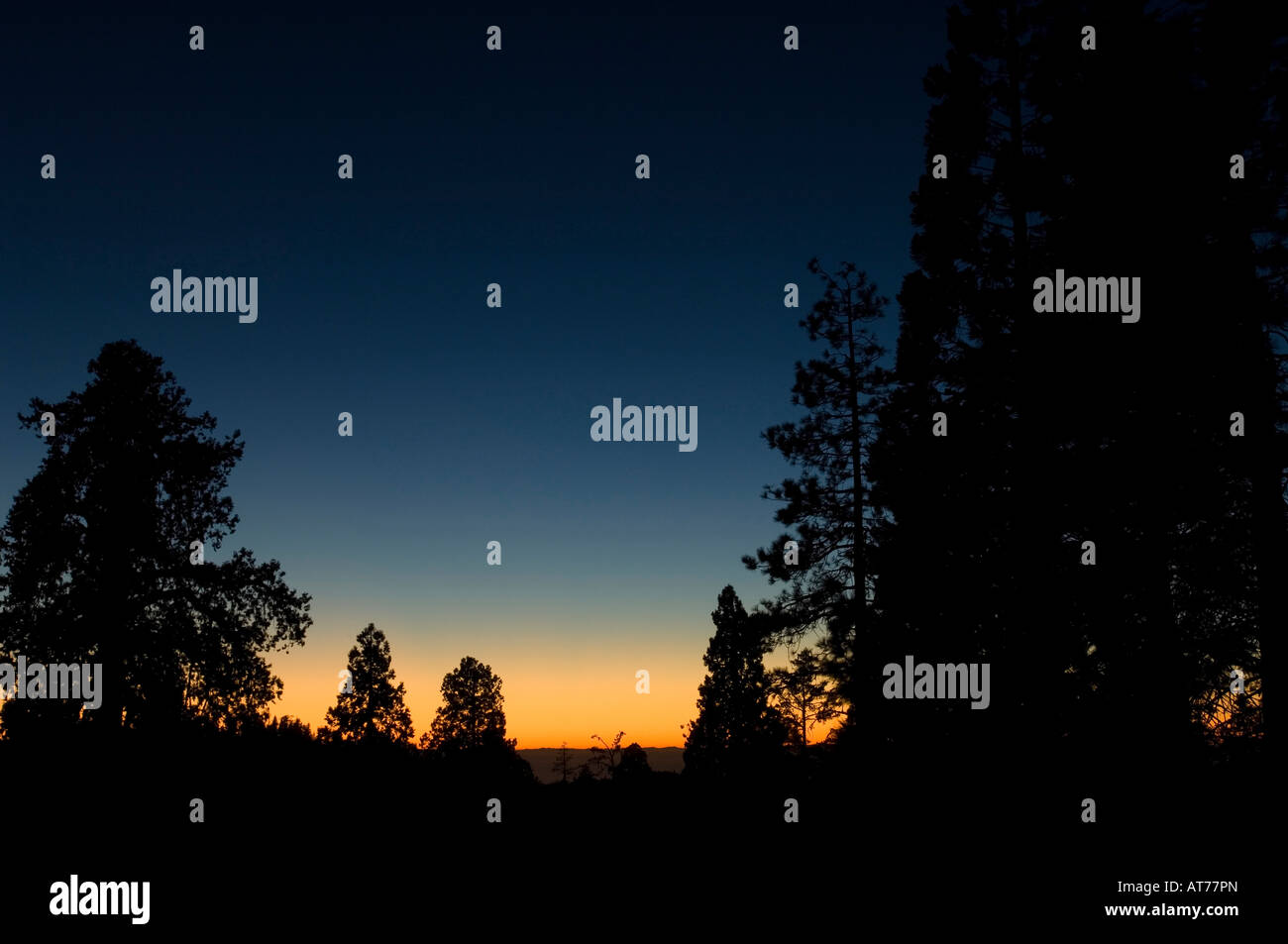 Sunset in the forest Stock Photo - Alamy