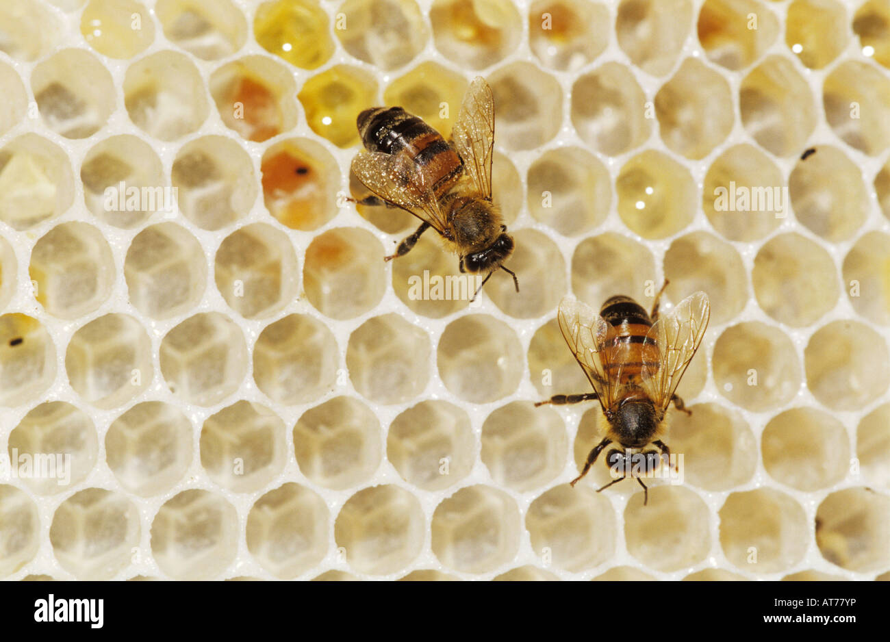 Honey Bee Apis mellifera bees on wild honey cone Welder Wildlife Refuge  Sinton Texas USA May 2005 Stock Photo - Alamy