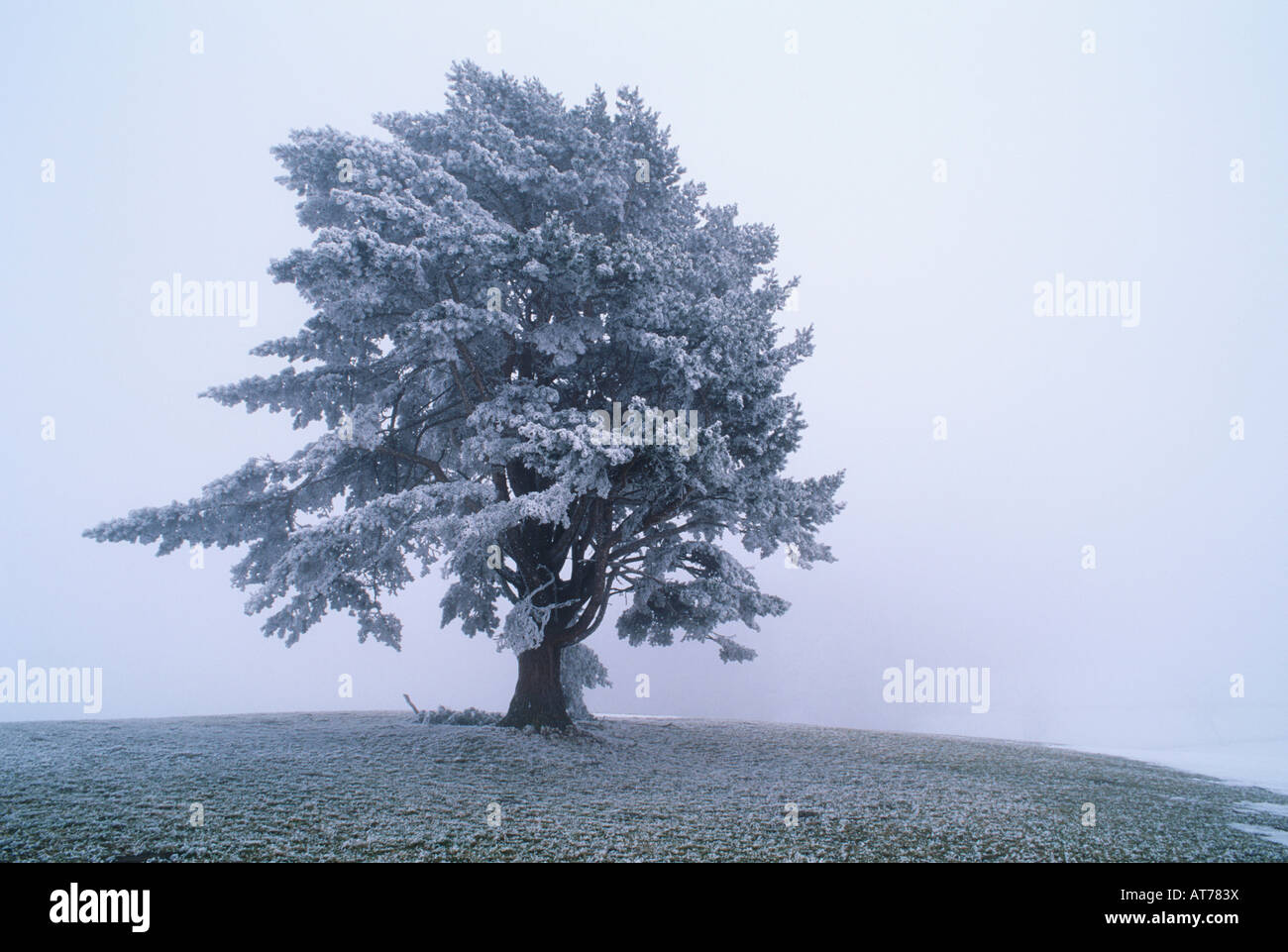 Mugo Pine Pinus mugo tree with frost in fog Oberaegeri Switzerland December 1995 Stock Photo
