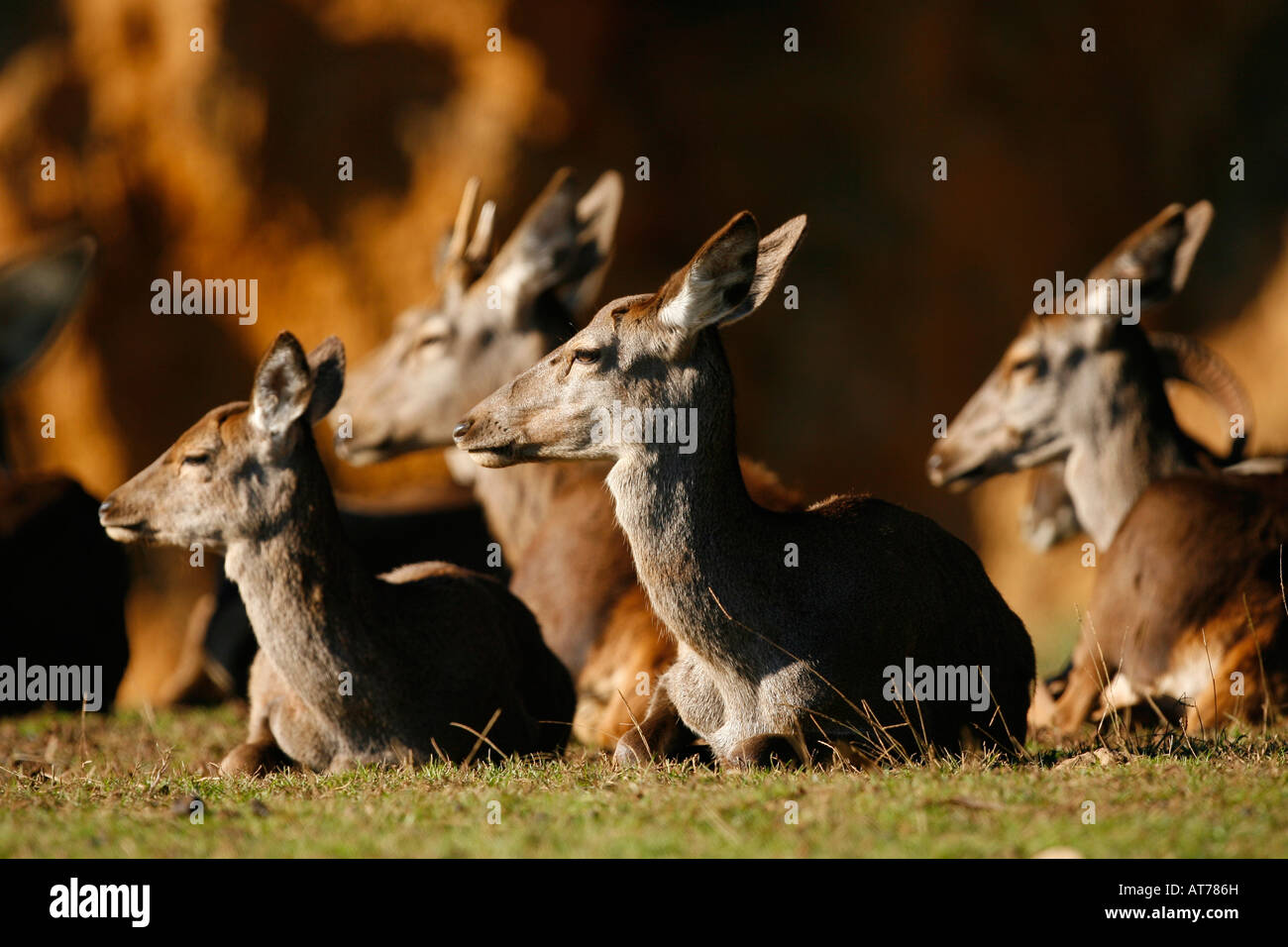 A group of deer at the Cabarceno Reserve in northern Spain Stock Photo