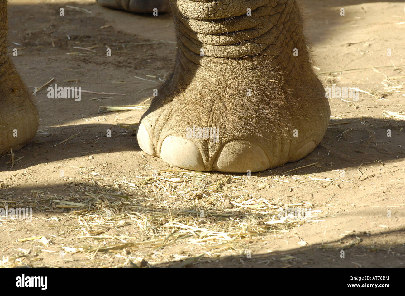 Elephant foot Stock Photo