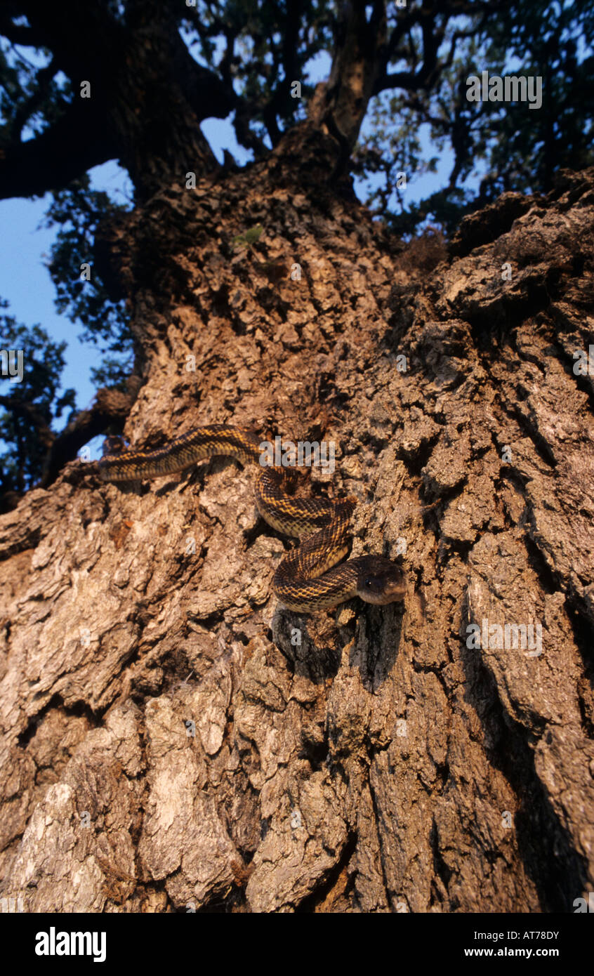 Texas Rat Snake Elaphe obsoleta lindheimeri adult climbing Oak tree
