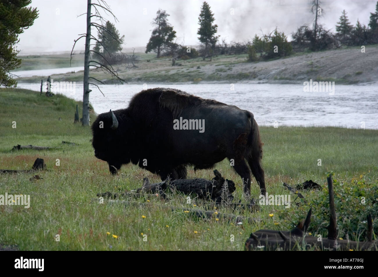 A Bull Buffalo Ruminates In A Clearing Near A River At Yellowstone 