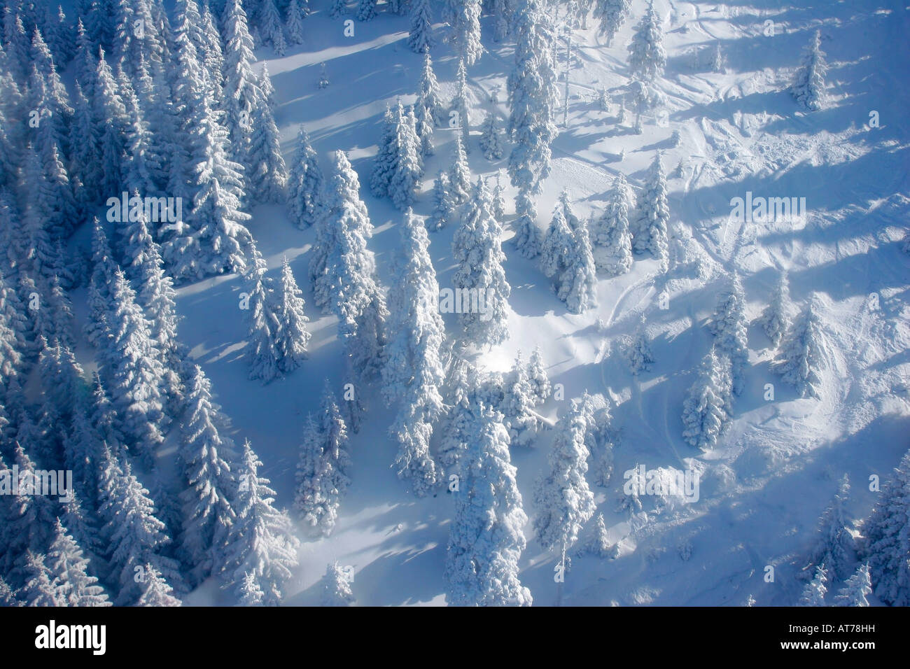 Pine trees covered by snow Stock Photo - Alamy