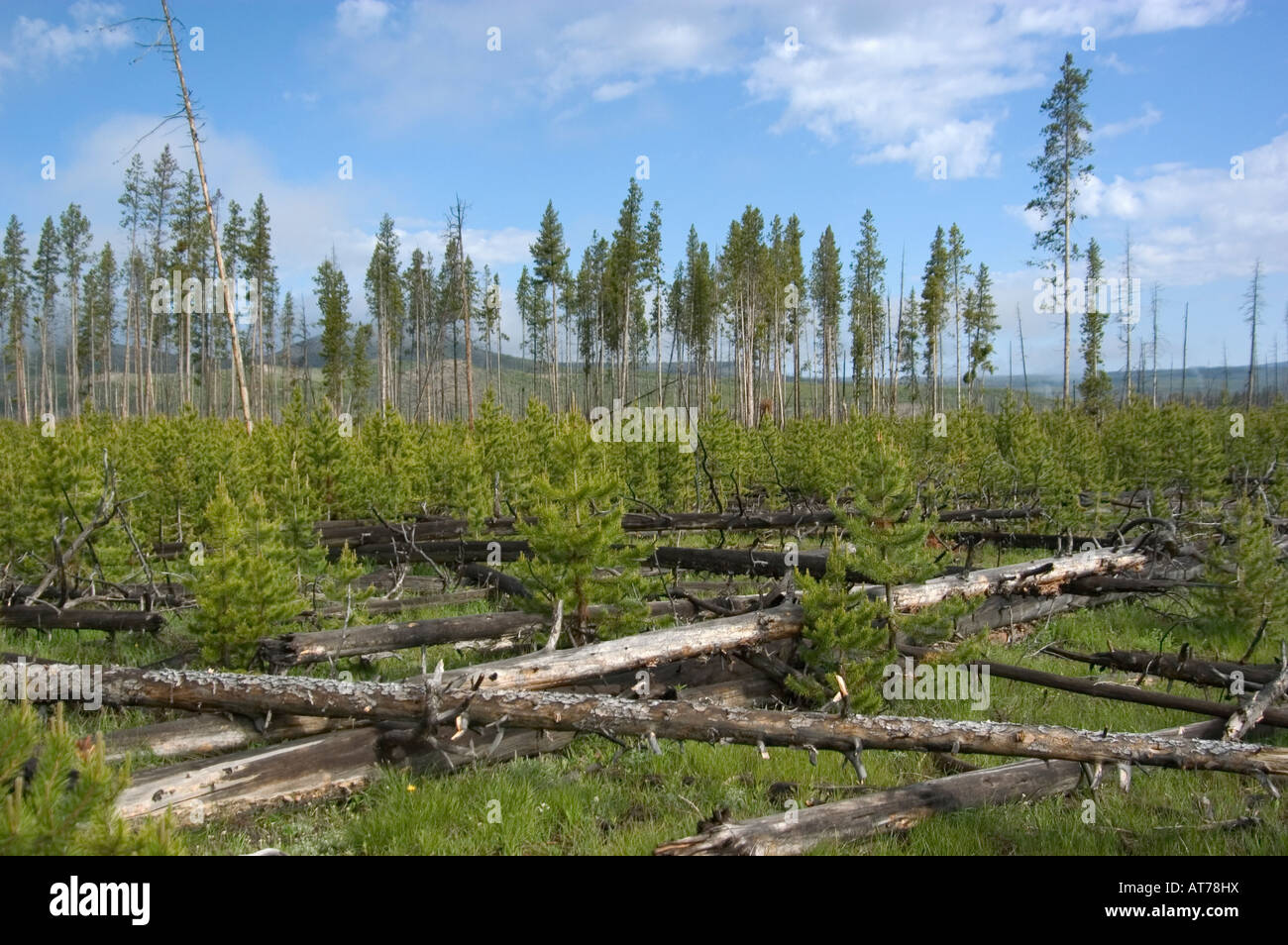 Saplings represent recovery after 1998 devastating forest fire at Yellowstone National Park, WY. Stock Photo