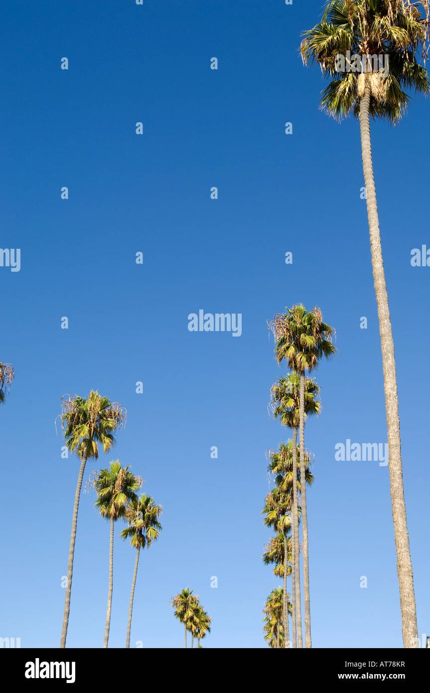 Rows of tall palm trees in California against a deep blue clear sky