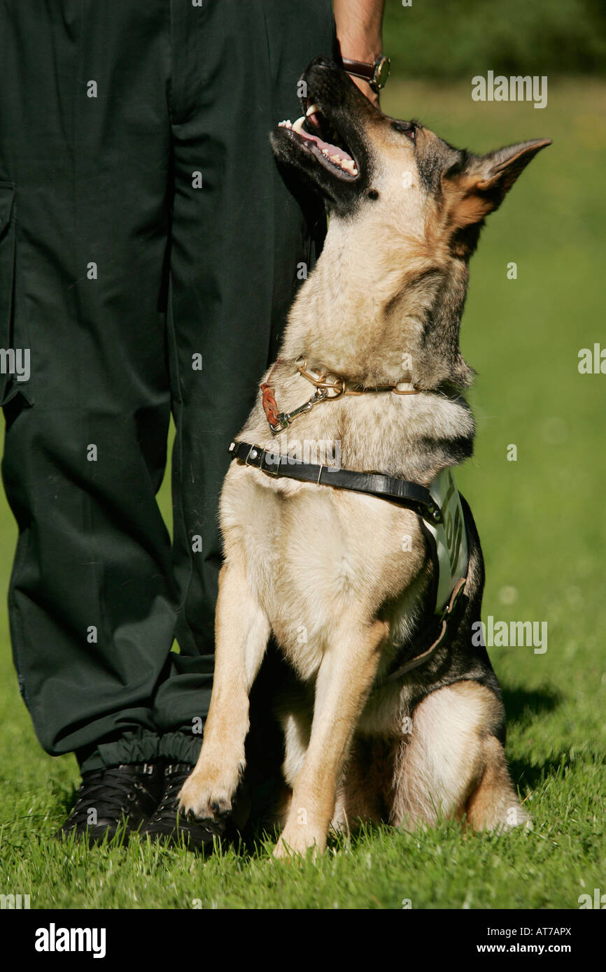 dogs of the customs office Stuttgart Airport at training Stock Photo