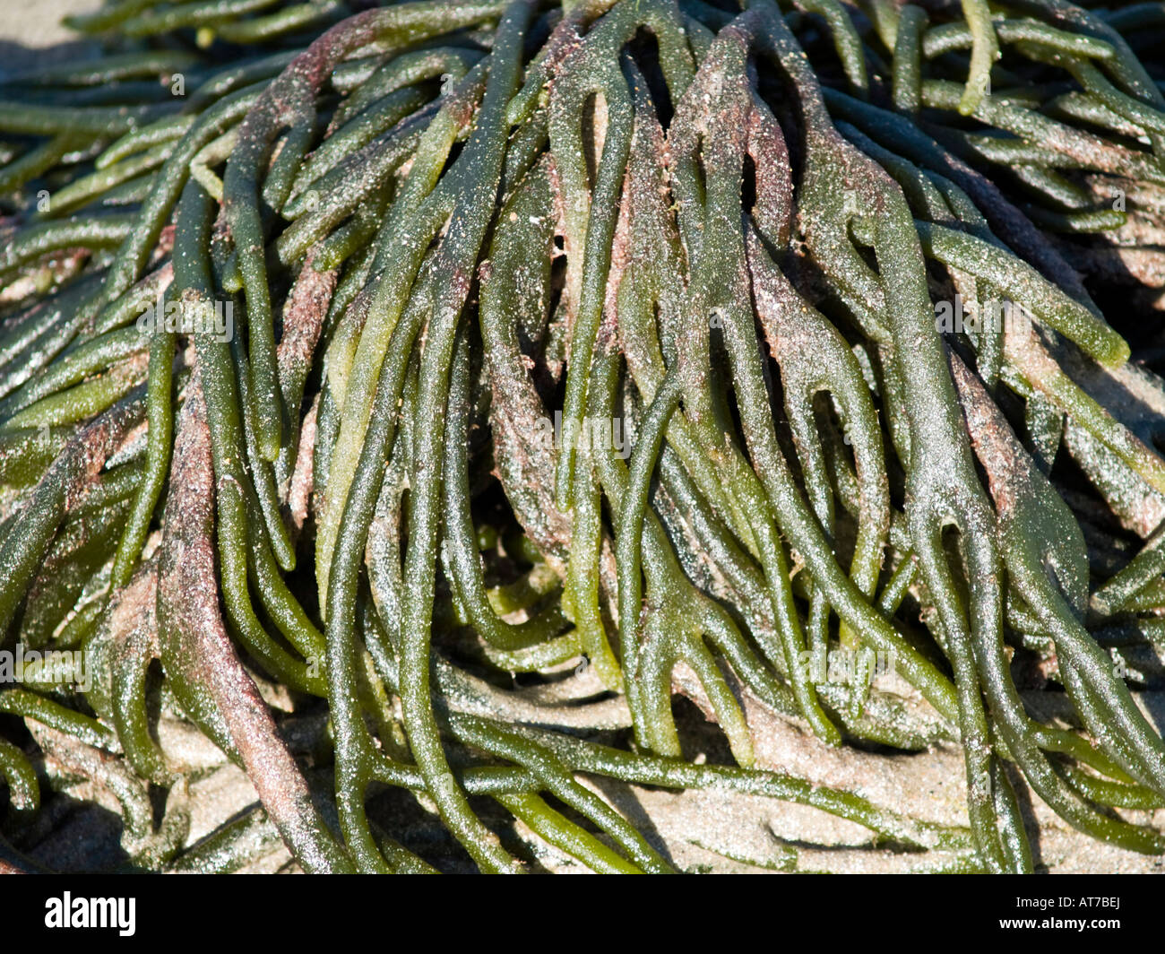 Seaweed Stock Photo