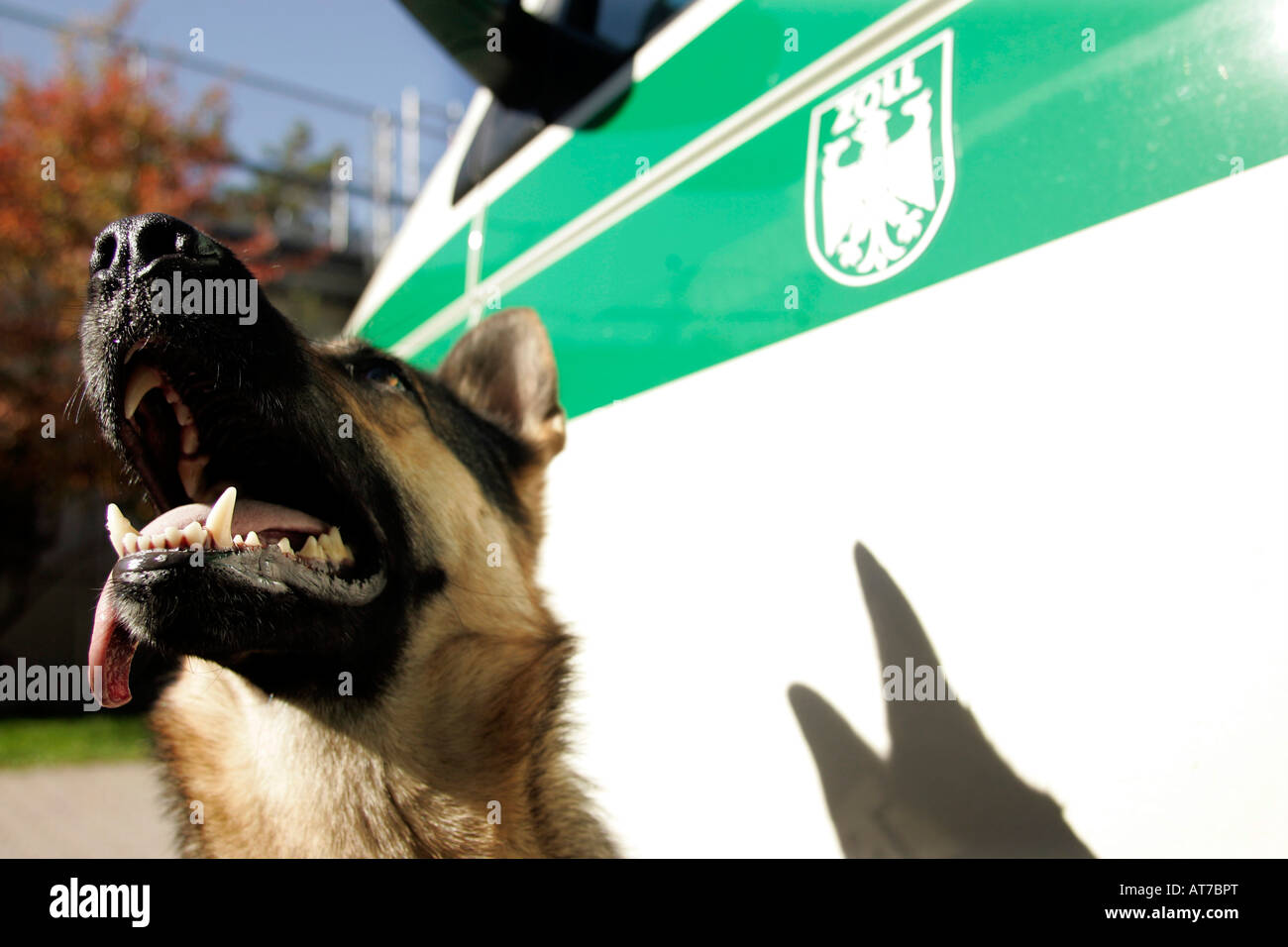 dogs of the customs office Stuttgart Airport at training Stock Photo