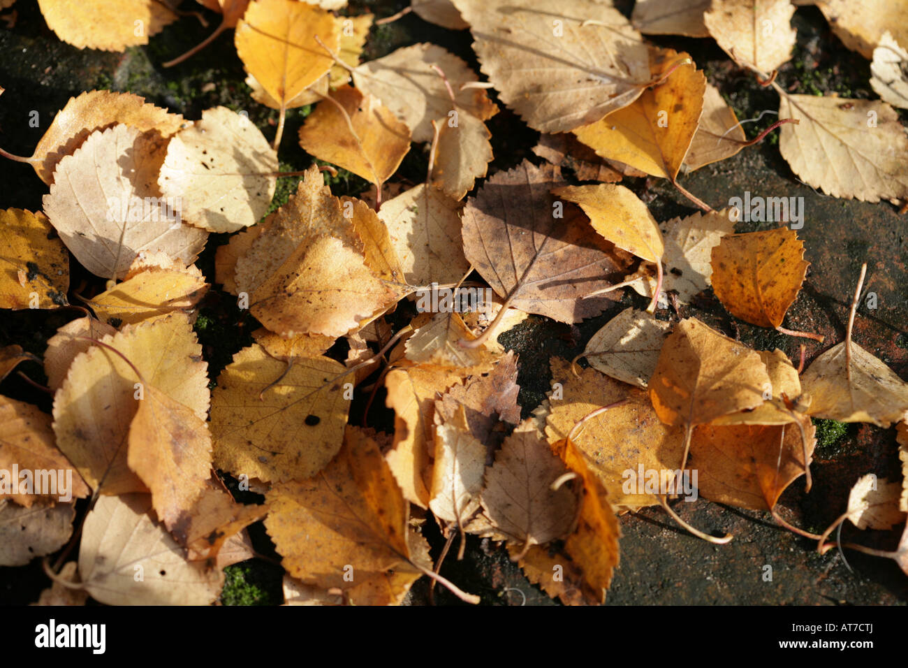 Silver Birch leaves lying on a brick path in a Cheshire garden on an Autumn  England Stock Photo