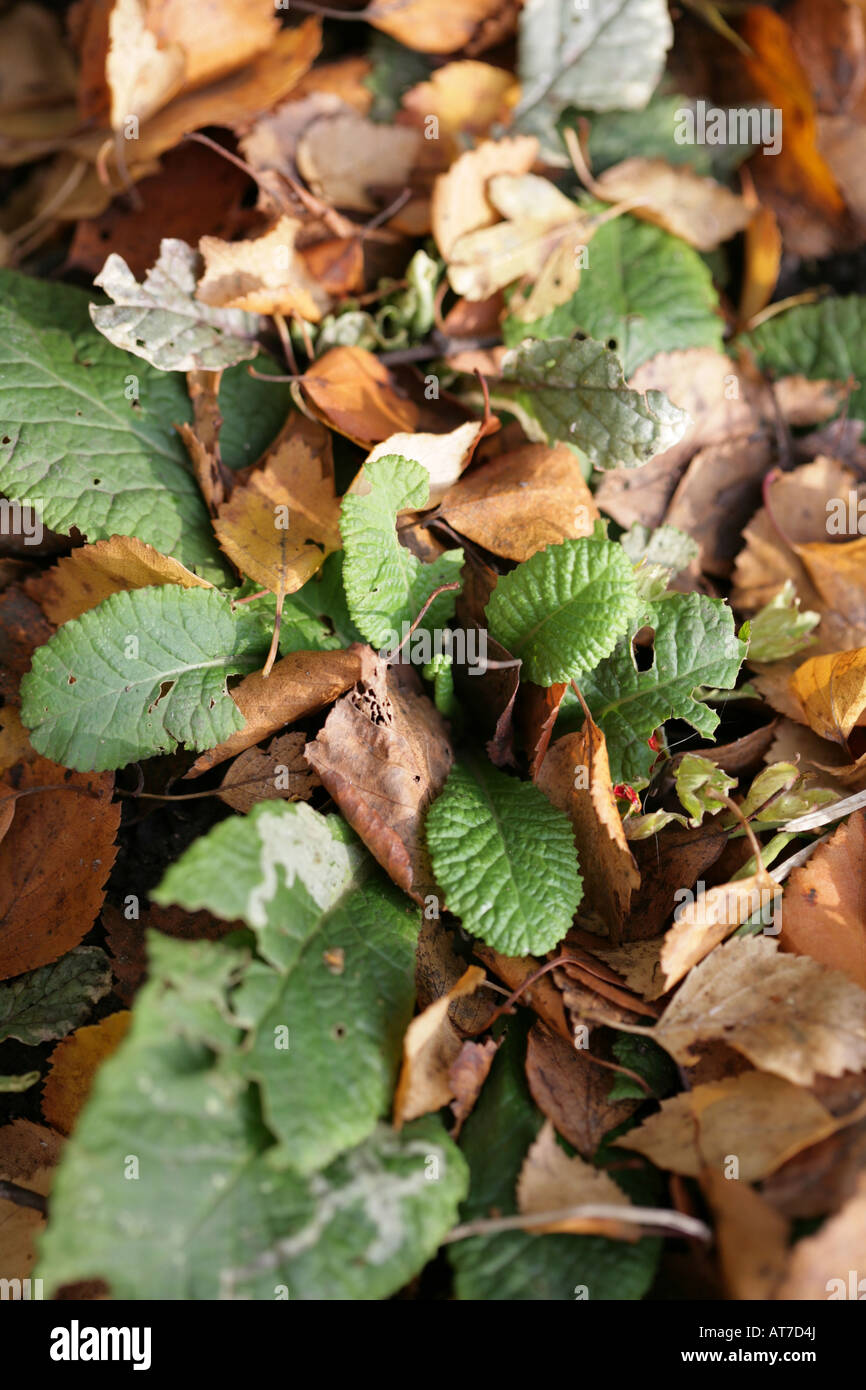 Silver Birch Leaves amongst the leaves of a garden primrose Autumn The