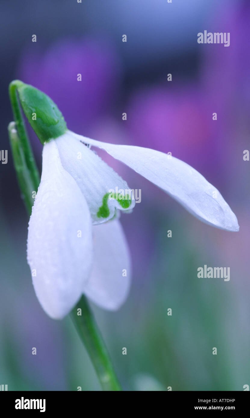 Spring flowers flowering Snowdrop Galanthus Atkinsii Amaryllidaceae Dumfries and Galloway Scotland UK Stock Photo