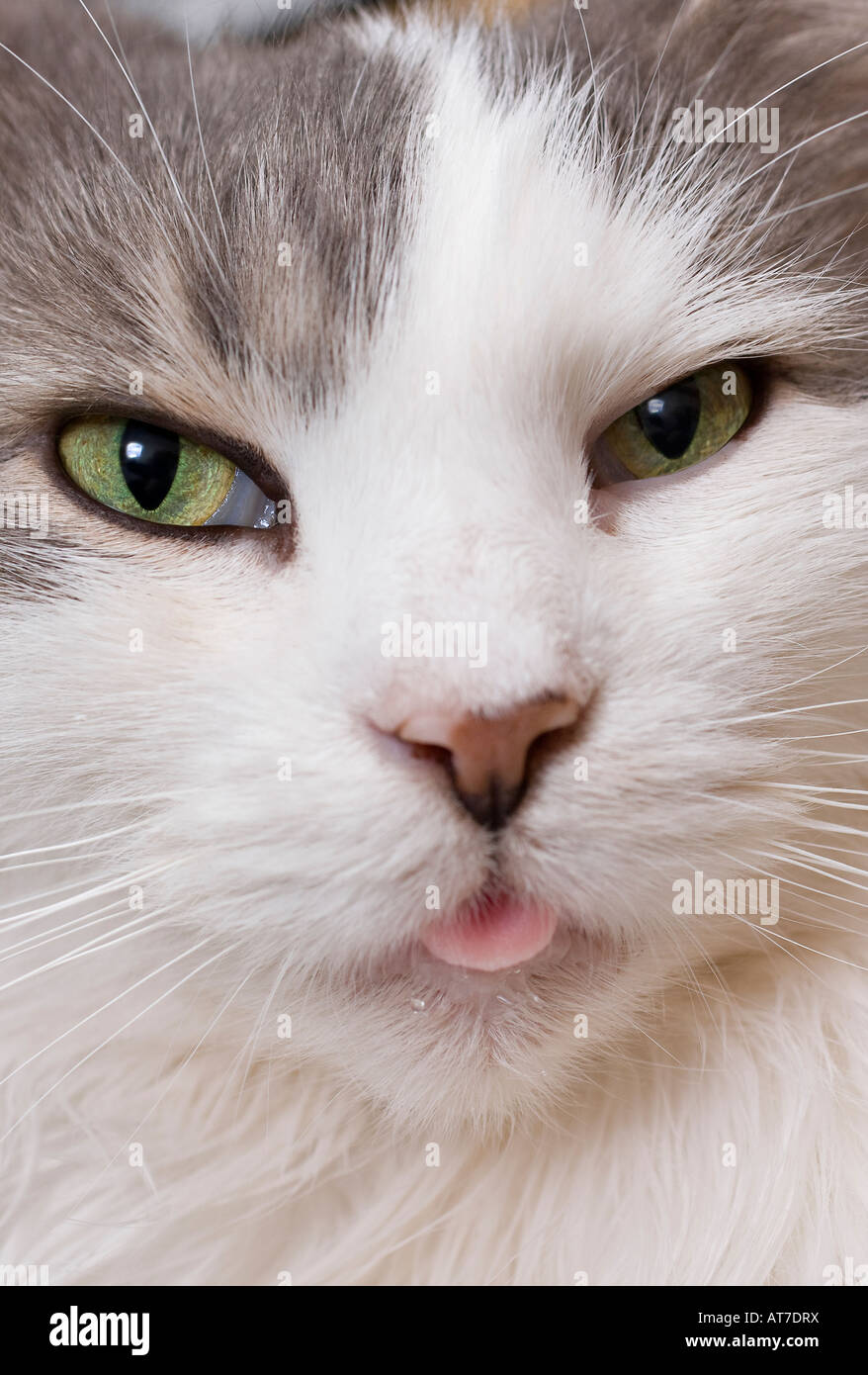fluffy face cat
