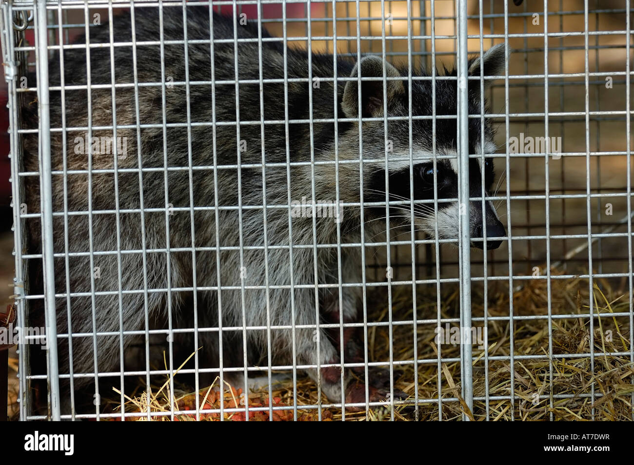 Raccoon in a catch and release live trap Stock Photo Alamy