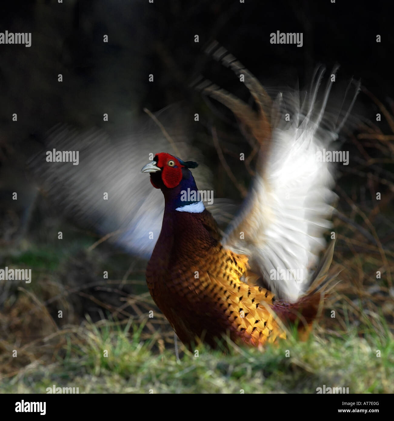 A displaying cock pheasant Stock Photo