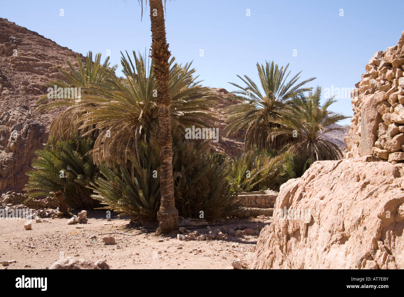 Sinai Desert Egypt North Africa February Small oasis with a well and