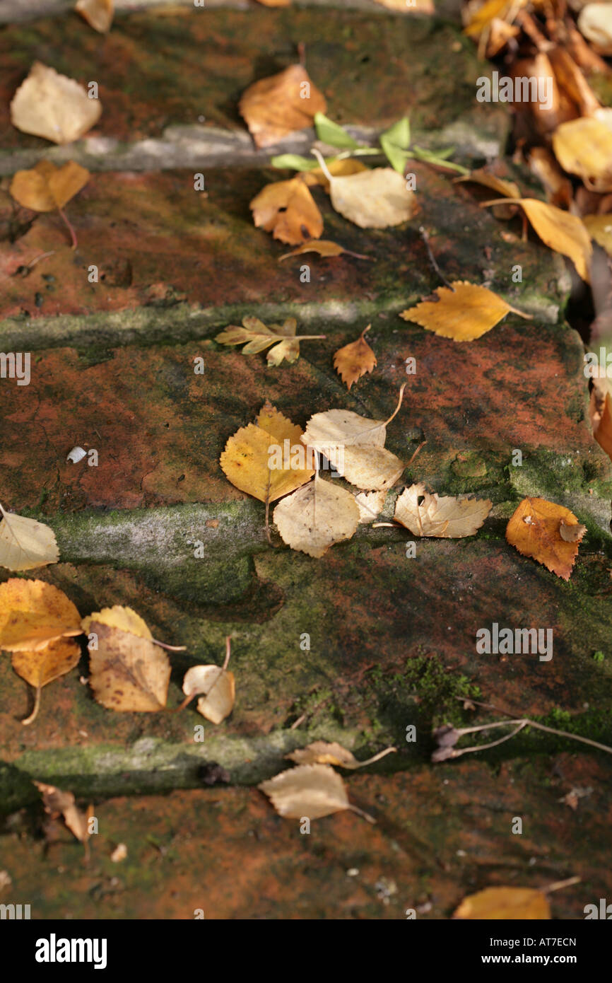 Silver Birch leaves lying on a brick path in a Cheshire garden on an Autumn  England Stock Photo