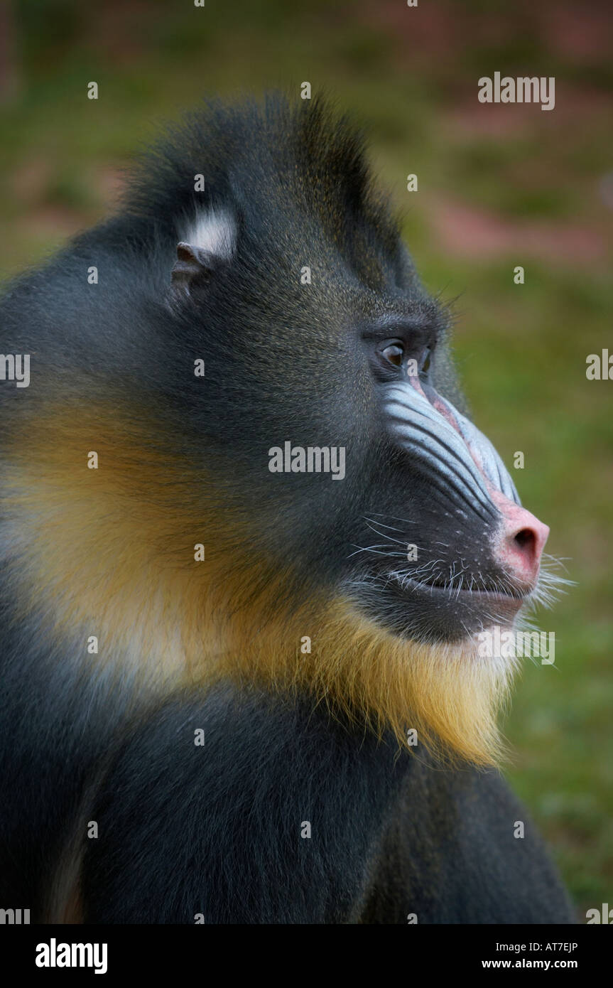 side profile portrait photo of the face and upper body of a male mandrill Mandrillus sphinx monkey primate Stock Photo