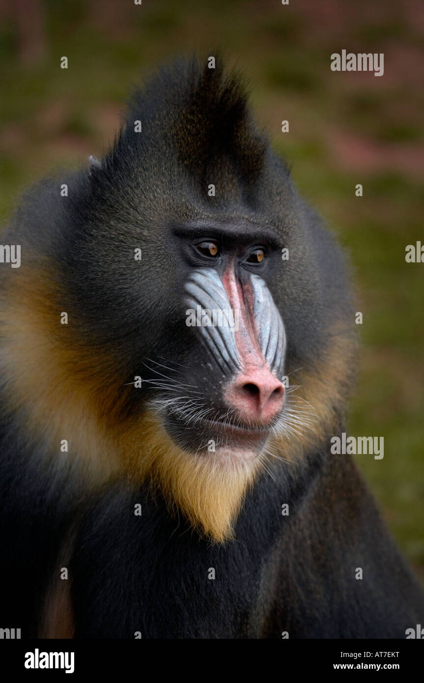 portrait photo of the face and upper body of a male mandrill Mandrillus sphinx monkey primate Stock Photo