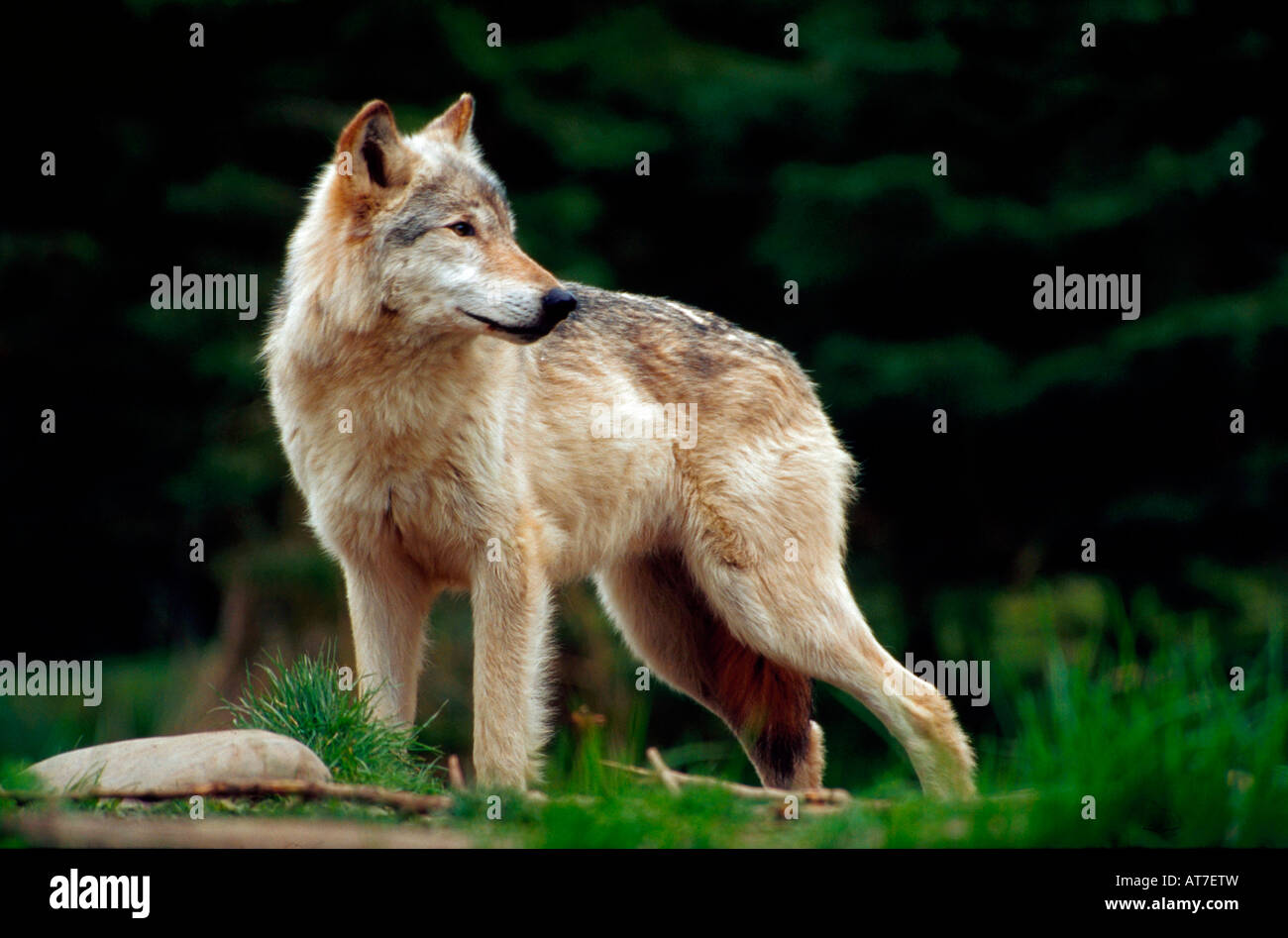 Timber wolf hi-res stock photography and images - Alamy