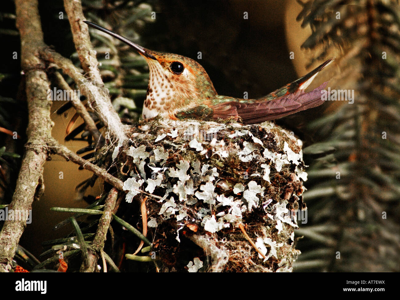 Hummingbird on Nest San Juan Island WA Stock Photo