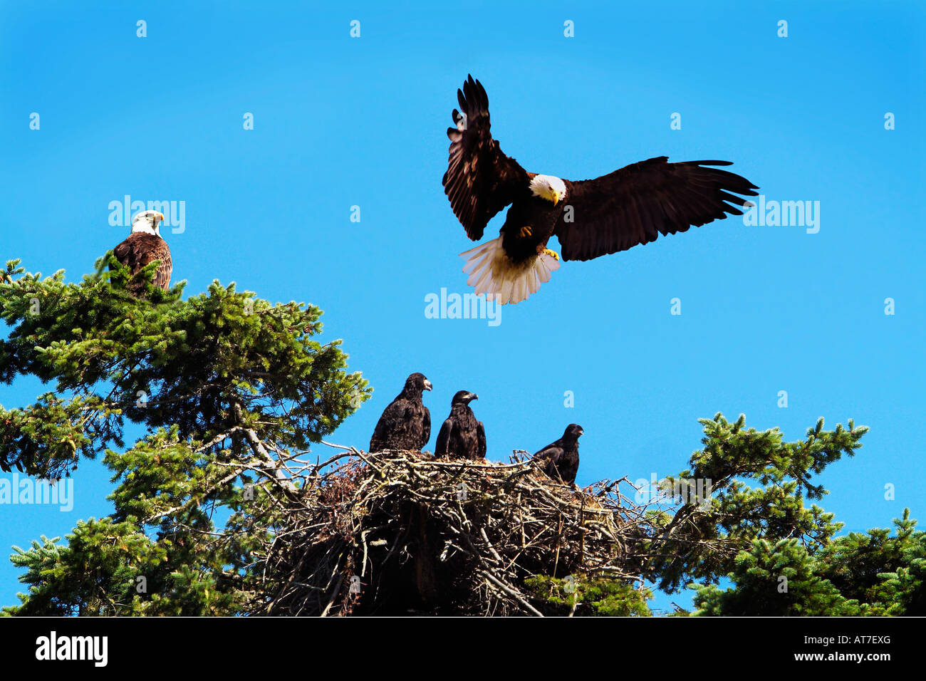 Bald Eagle family and nest San Juan Island Washington Stock Photo Alamy