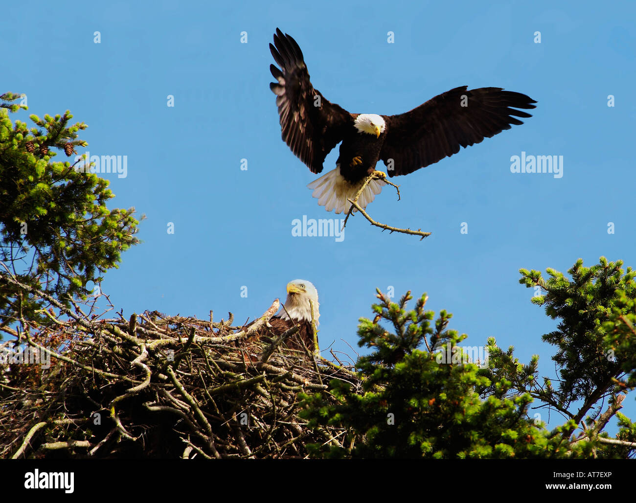 Bald Eagles building nest San Juan Island Washington Stock Photo - Alamy