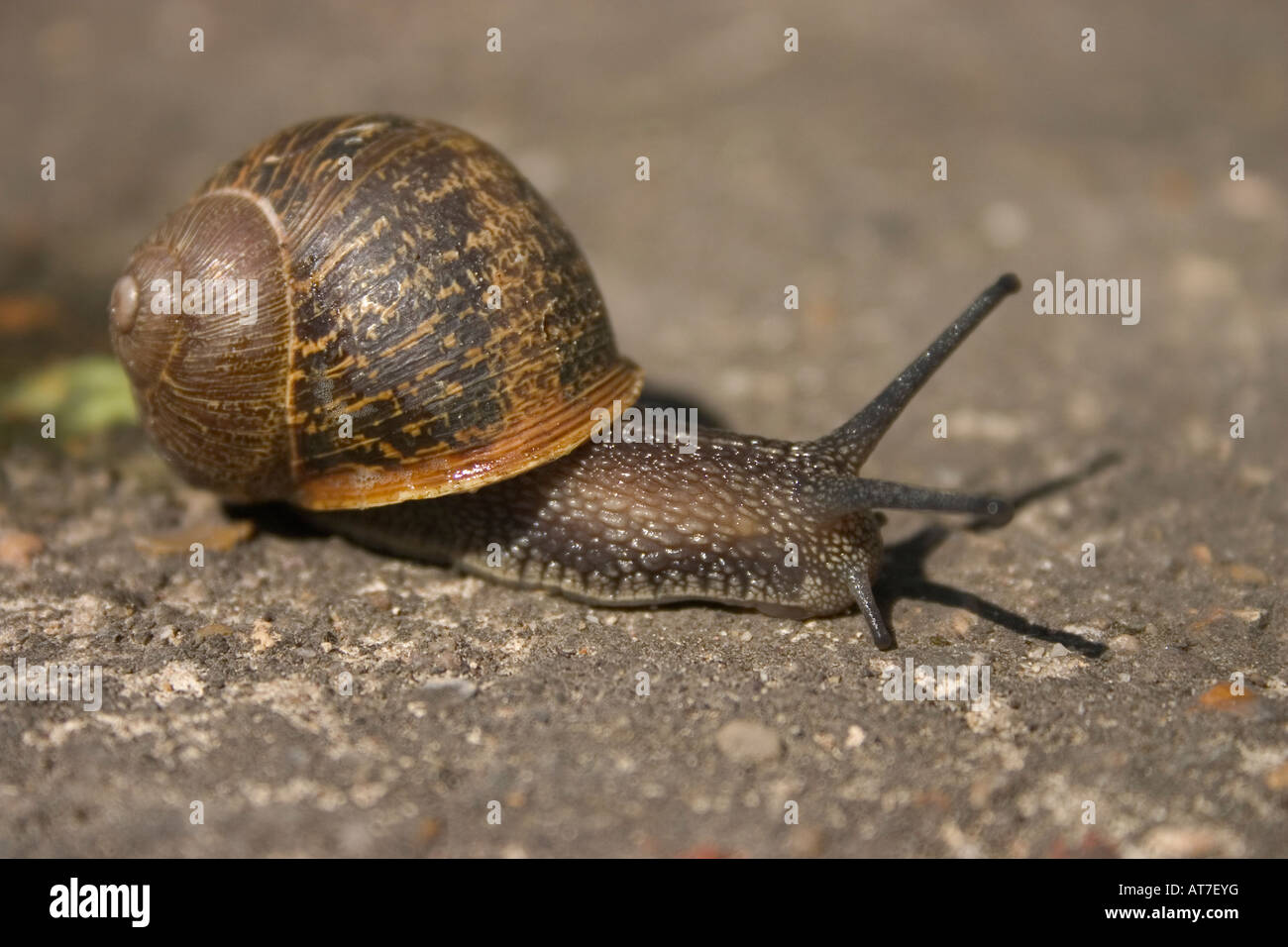 close-up of a snail Stock Photo