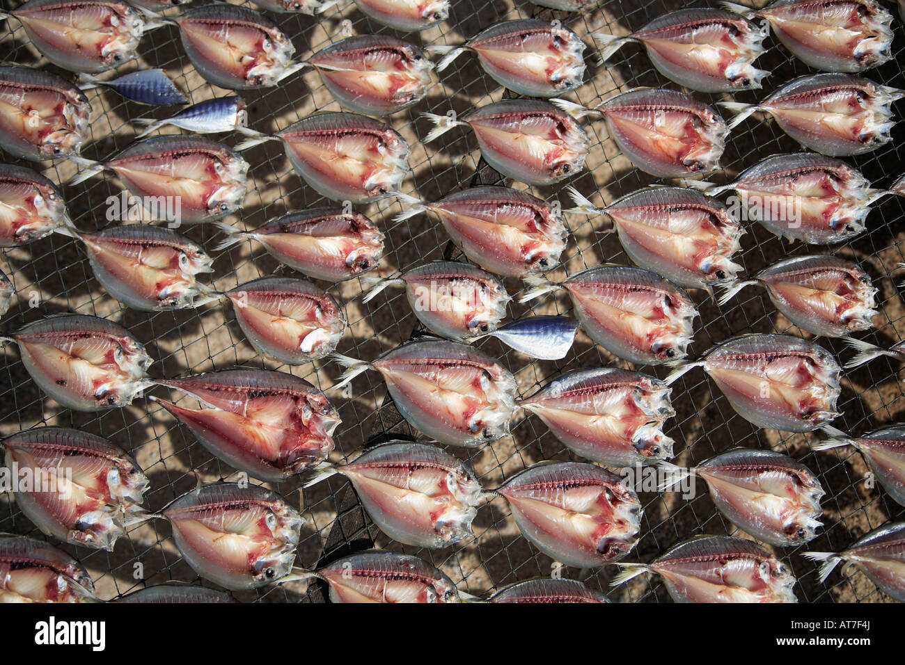 Thailand Ko Samui fish drying in the sun Stock Photo - Alamy