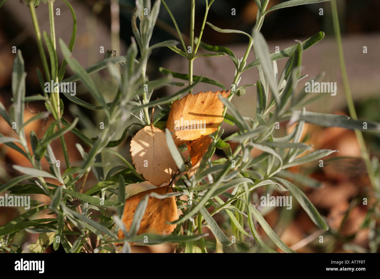 Silver Birch Leaves Betula pendula caught in the branches of a Lavender ...