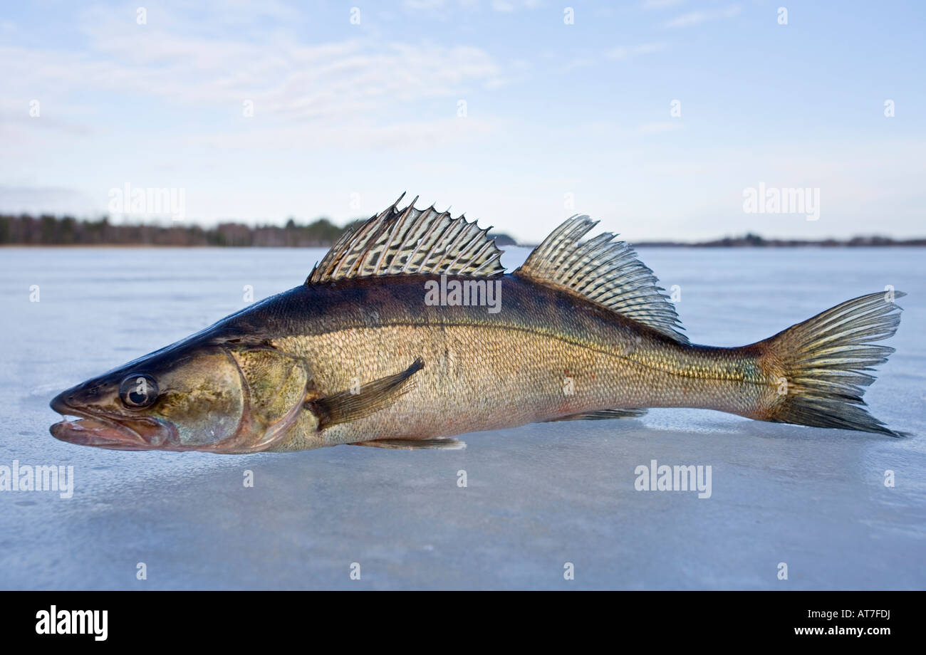 Close-up of a freshly caught European freshwater pike perch ( Sander lucioperca lucioperca ) on ice , Finland Stock Photo