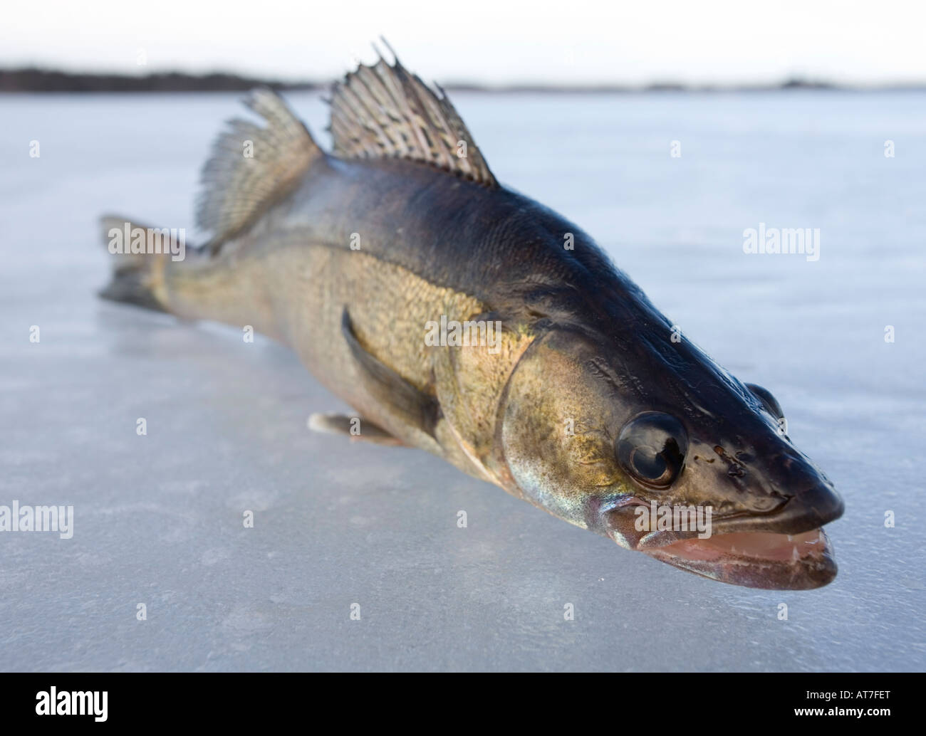 Close-up of a freshly caught European freshwater  pikeperch ( Sander lucioperca  ) on ice , Finland Stock Photo