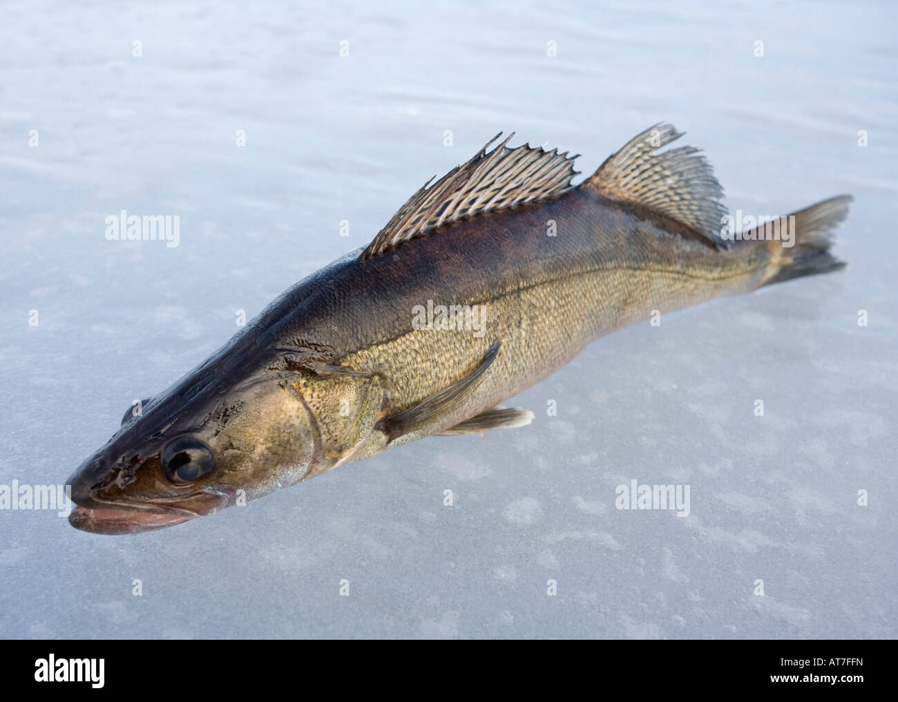 Close-up of a freshly caught European freshwater pikeperch ( Sander lucioperca lucioperca ) on ice , Finland Stock Photo