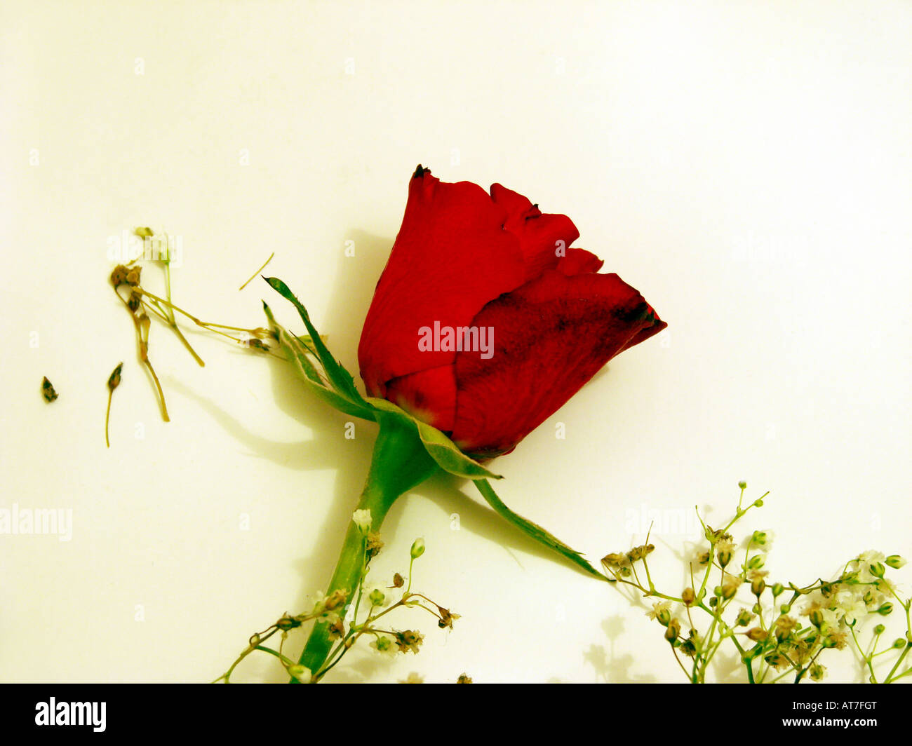 Single red rose hi-res stock photography and images - Alamy