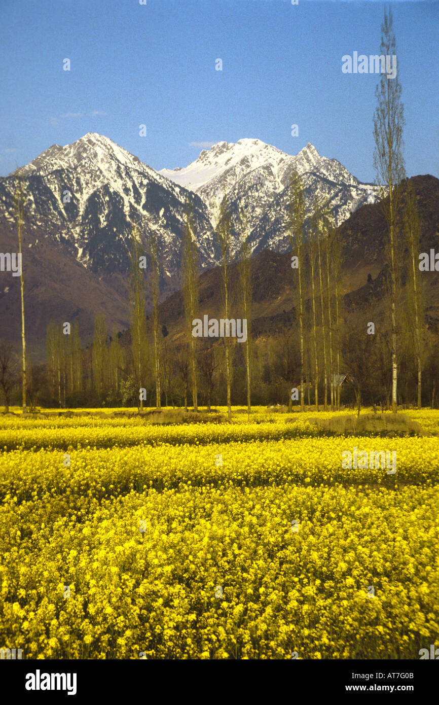 Mustard field against backdrop of Himalayas in Kashmir Stock Photo Alamy