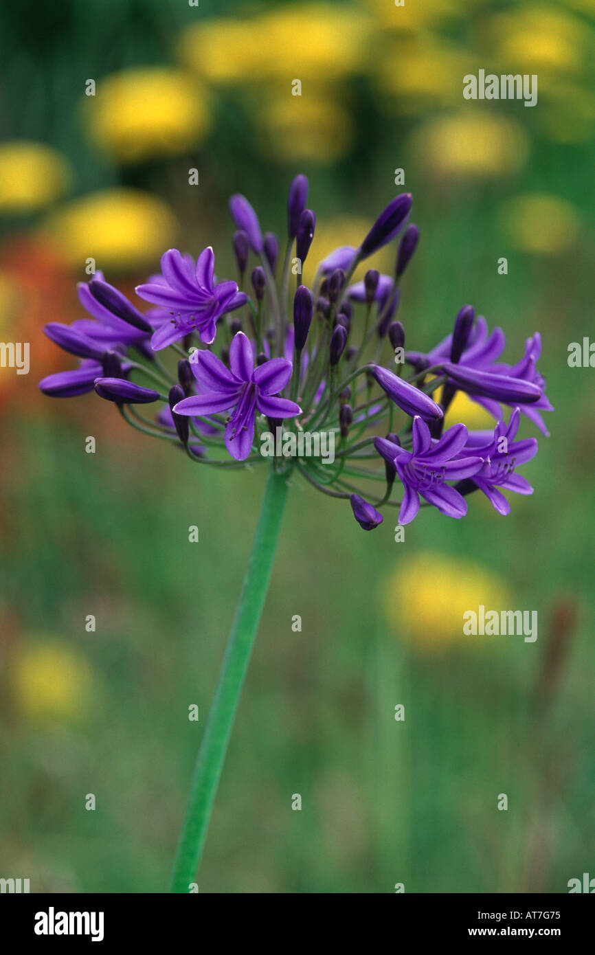 African Lilly Agapanthus Windsor Castle Flower head against blured background Stock Photo