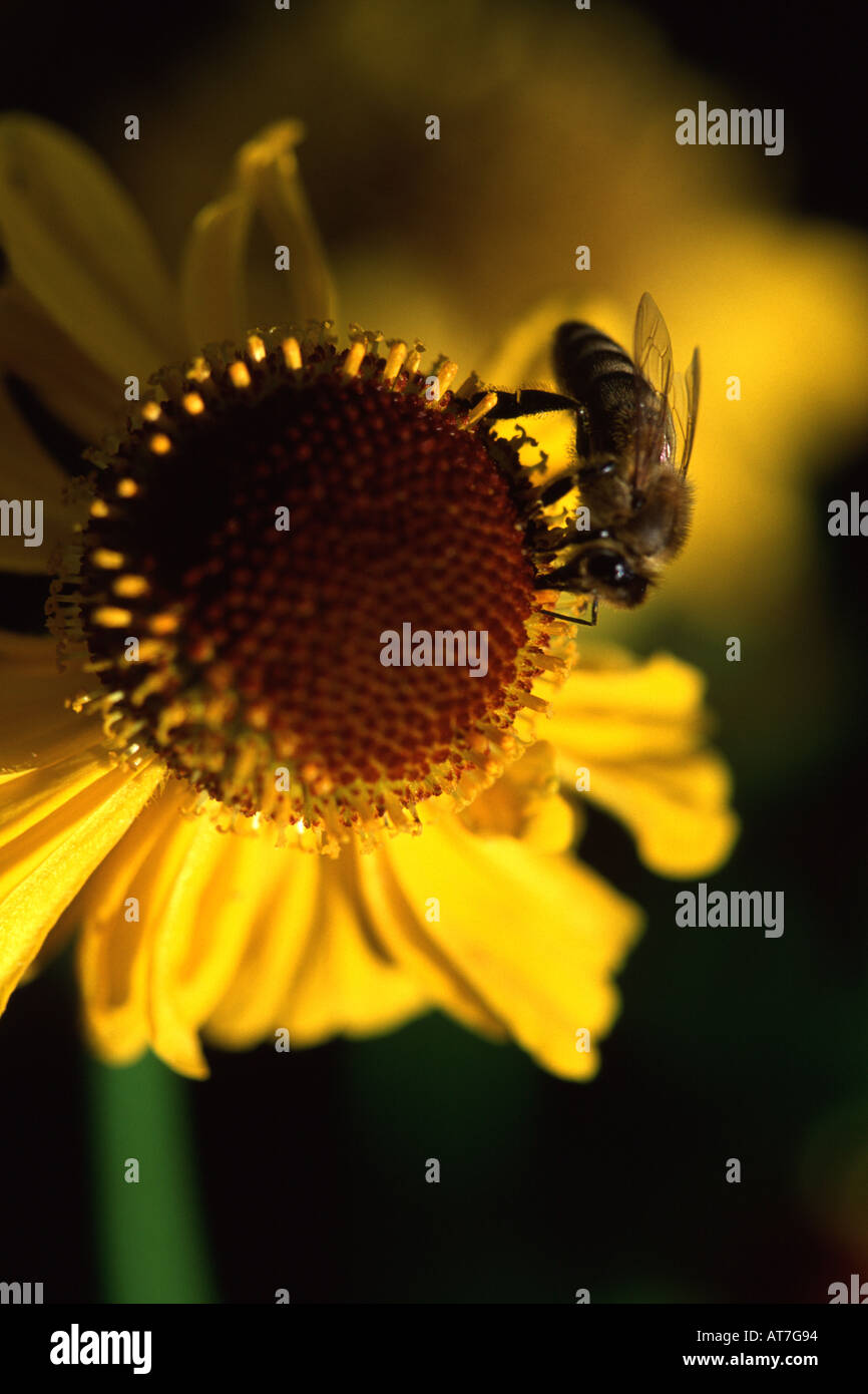 Sneezeweed Helenium Pipsqueak Biopip Close up of Bee pollinating flower Stock Photo