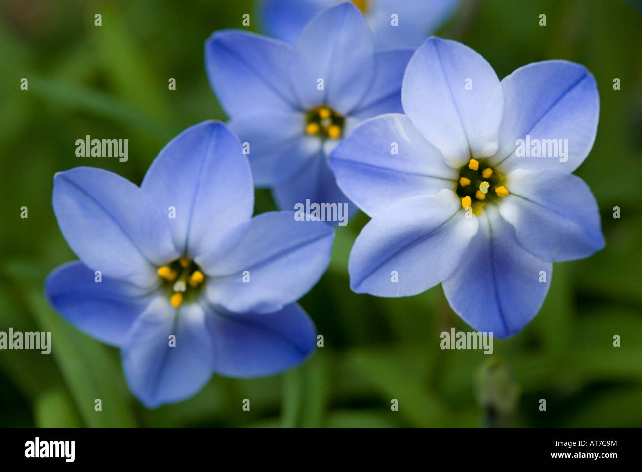 Spring Star Flower Stock Photo