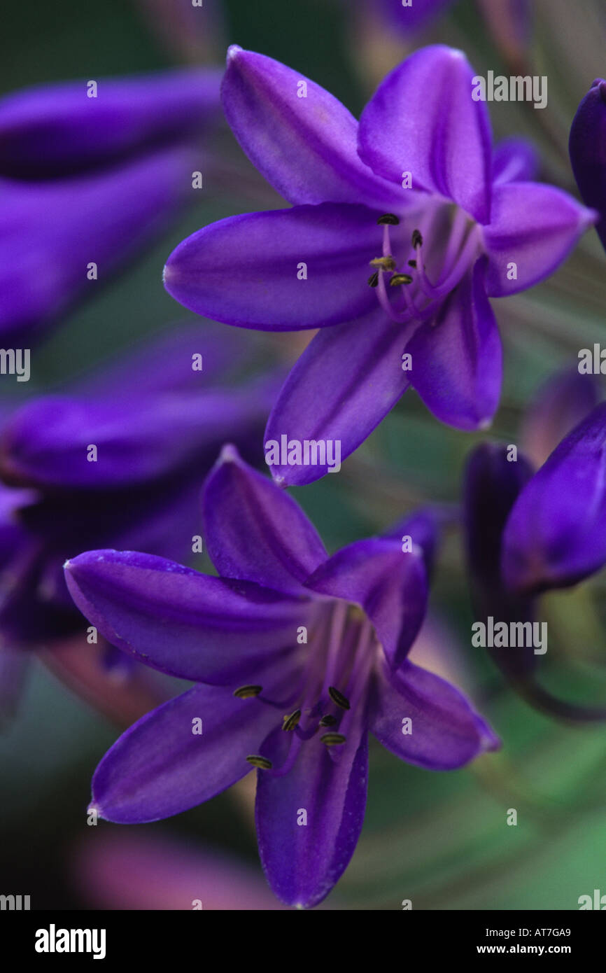 African Blue Lilly Agapanthus Headbourne Hybrids Close up of two flowers Stock Photo